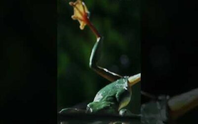 Gliding Leaf Frog’s Leap of Faith I BBC Earth