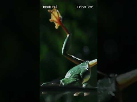 Gliding Leaf Frog’s Leap of Faith I BBC Earth