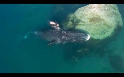 Whale Health Spa | Frozen Planet II | BBC Earth