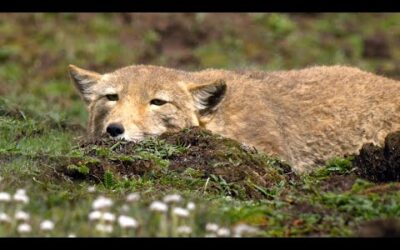 Feeding Hungry Fox Cubs is a Full-Time Job | 4K UHD | China: Nature’s Ancient Kingdom | BBC Earth