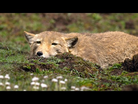 Feeding Hungry Fox Cubs is a Full-Time Job | 4K UHD | China: Nature’s Ancient Kingdom | BBC Earth