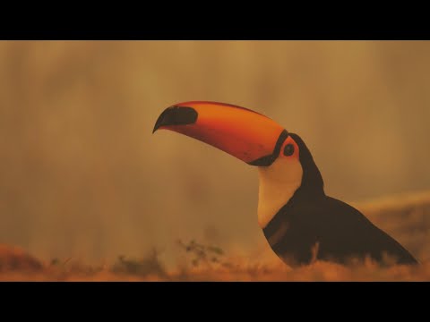 Pantanal: Wildfires in a Wildlife Haven | Our Frozen Planet | BBC Earth