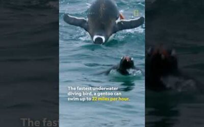 How fast are gentoo penguins? #shorts