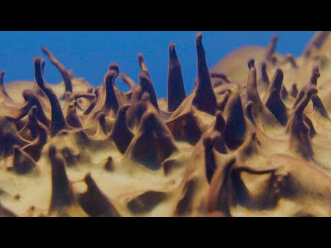 Ancient Life Discovered in Antarctica I Frozen Planet II I BBC Earth