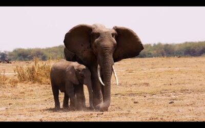 Protecting Kenya’s Elephants | Our Frozen Planet | BBC Earth