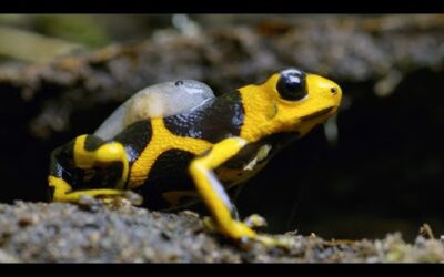 Being a Poison Dart Frog Parent is HARD | 4K UHD | Seven Worlds One Planet | BBC Earth