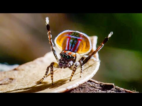 Animals in Love | BBC Earth