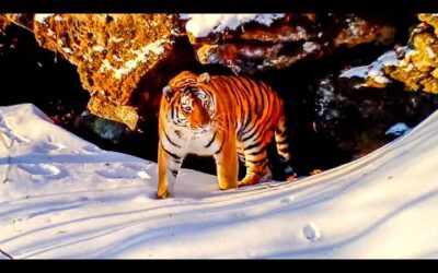 Filming the World’s Rarest Cats I Behind the Scenes of Frozen Planet II I BBC Earth