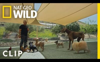 Cesar Teaches Calm Surrender | Cesar Millan: Better Human Better Dog