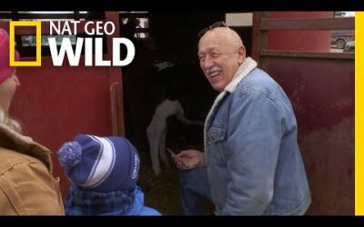 🔴The Incredible Dr. Pol is Back! Watch Now for an Animal Filled Adventure! | NatGeo WILD