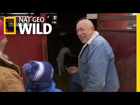 🔴The Incredible Dr. Pol is Back! Watch Now for an Animal Filled Adventure! | NatGeo WILD