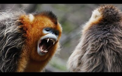 Snub Nosed Monkey Fights to Protect Family | 4K UHD | China: Nature’s Ancient Kingdom | BBC Earth