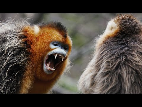 Snub Nosed Monkey Fights to Protect Family | 4K UHD | China: Nature’s Ancient Kingdom | BBC Earth