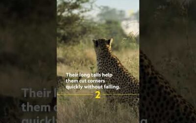 Cheetah fast facts #cheetah #natgeowild #shorts