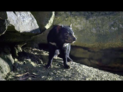 Baby Tasmanian Devils Start to Explore | 4K UHD | Seven Worlds One Planet | BBC Earth