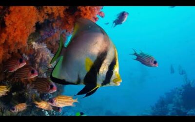 Stunning Underwater Footage and ASMR | Relax with Nature | BBC Earth