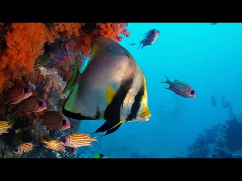 Stunning Underwater Footage and ASMR | Relax with Nature | BBC Earth