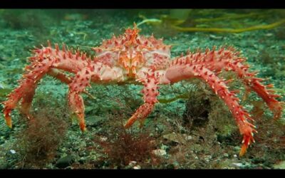 Stunning Underwater Kelp Forests | The Wild Place | BBC Earth