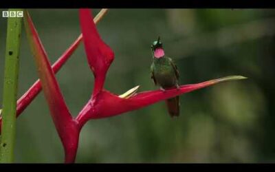 The Delightful Dance of Hummingbirds | The Wild Place | Relax with Nature | BBC Earth