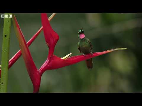 The Delightful Dance of Hummingbirds | The Wild Place | Relax with Nature | BBC Earth