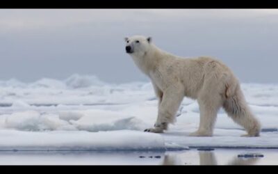 The Best Of Polar Bears | BBC Earth