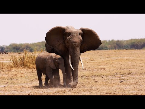 Protecting Kenya’s Elephants | Our Frozen Planet | BBC Earth