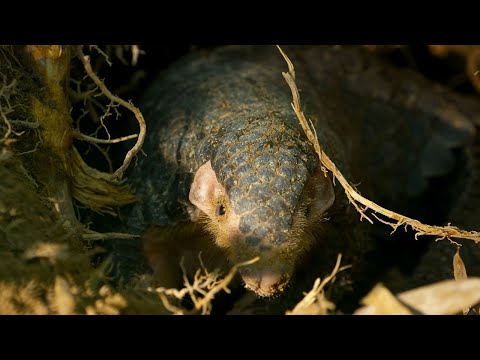 Pangolin: The World’s Most Trafficked Mammal I 4KUHD | China: Nature’s Ancient Kingdom | BBC Earth