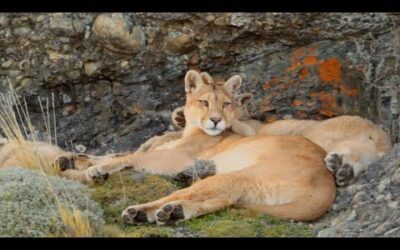 The Lives of Pumas, Eagles, Whales and More | Relax With Nature | The Wild Place | BBC Earth