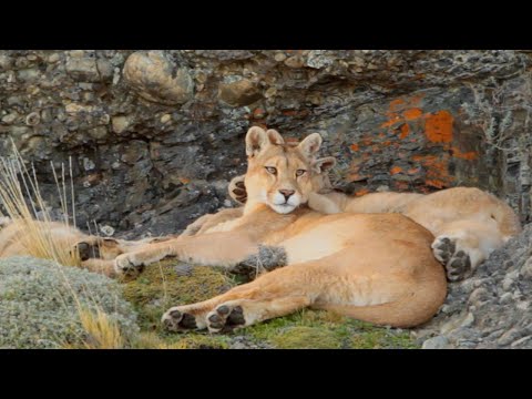 The Lives of Pumas, Eagles, Whales and More | Relax With Nature | The Wild Place | BBC Earth