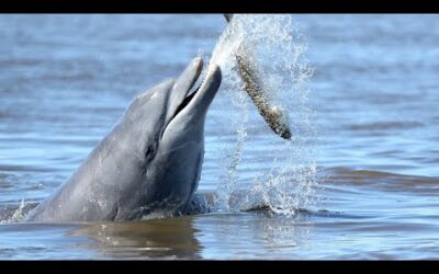 Saving Lahille’s Bottlenose Dolphins | Reports From The Frontline | BBC Earth