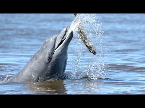 Saving Lahille’s Bottlenose Dolphins | Reports From The Frontline | BBC Earth