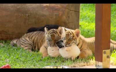 Growing Up With Twin Tiger Cubs | Tigers About The House | BBC Earth