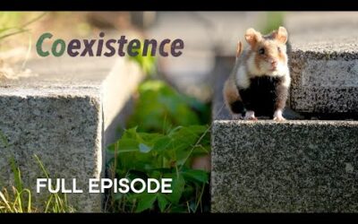 Wild Hamsters Thriving in Viennese Graveyards I Coexistence I BBC Earth