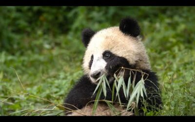 Panda Mother Teaches Cub How to Eat Bamboo | 4KUHD | China: Natures Ancient Kingdom | BBC Earth