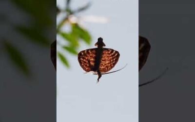 The Flying Draco Lizard 🦎 | BBC Earth