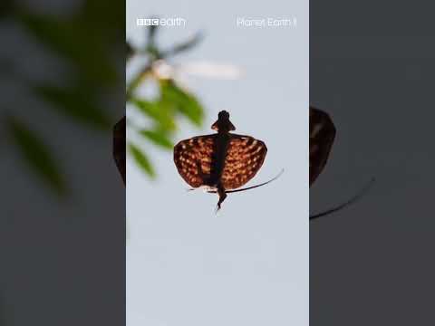 The Flying Draco Lizard 🦎 | BBC Earth