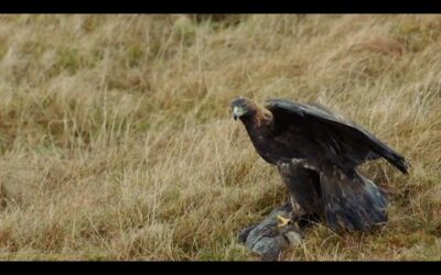 The Incredible Hunting Techniques of Eagles | Natural World: Super Powered Eagles | BBC Earth