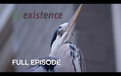 Meet the Herons of Amsterdam | Coexistence | BBC Earth