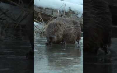 50 pound beaver vs. ice #shorts