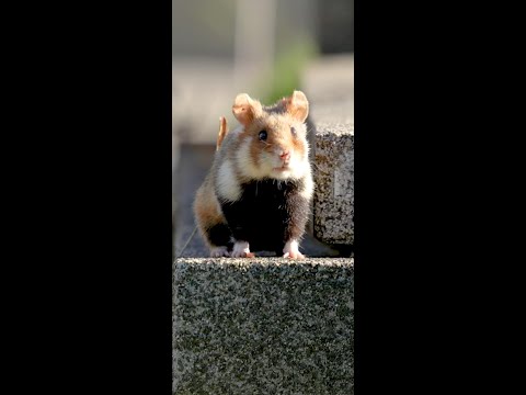 Wild hamsters in graveyards 😱 #CoExistence