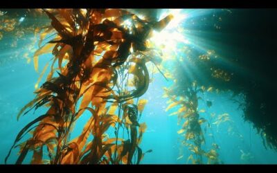 Are Underwater Farms the Future of Food? | Our Frozen Planet I BBC Earth