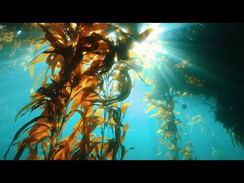 Are Underwater Farms the Future of Food? | Our Frozen Planet I BBC Earth