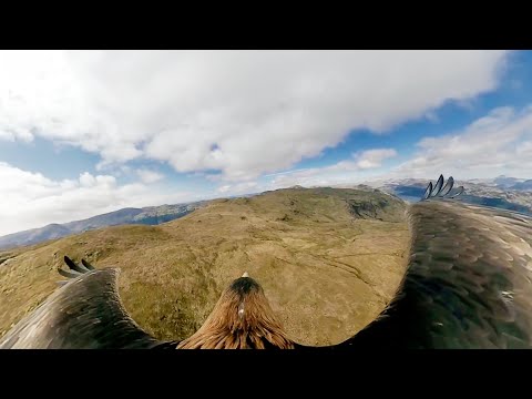 Just How Good is Eagle Vision? | Natural World: Super Powered Eagles | BBC Earth