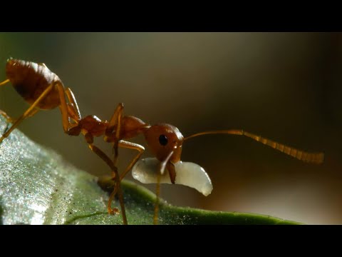 Weaver Ants Use Their Children as Cement | 4KUHD | China: Nature’s Ancient Kingdom | BBC Earth