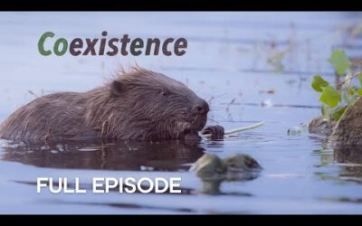 Meet the Beaver Architects of Vienna | Coexistence | BBC Earth