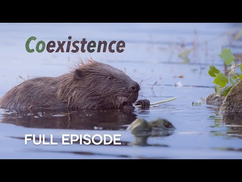 Meet the Beaver Architects of Vienna | Coexistence | BBC Earth