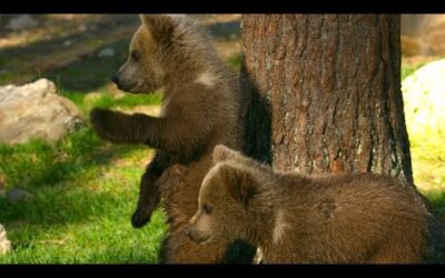 Close Call For These Brown Bear Cubs | 4K UHD | Seven Worlds One Planet | BBC Earth