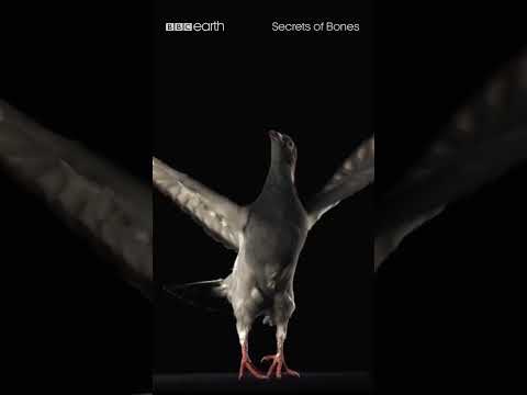 Pigeon Flight in Slow Motion | BBC Earth