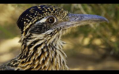 Roadrunner’s Race Against Time | 4K UD | Seven Worlds One Planet | BBC Earth