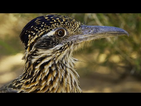 Roadrunner’s Race Against Time | 4K UD | Seven Worlds One Planet | BBC Earth